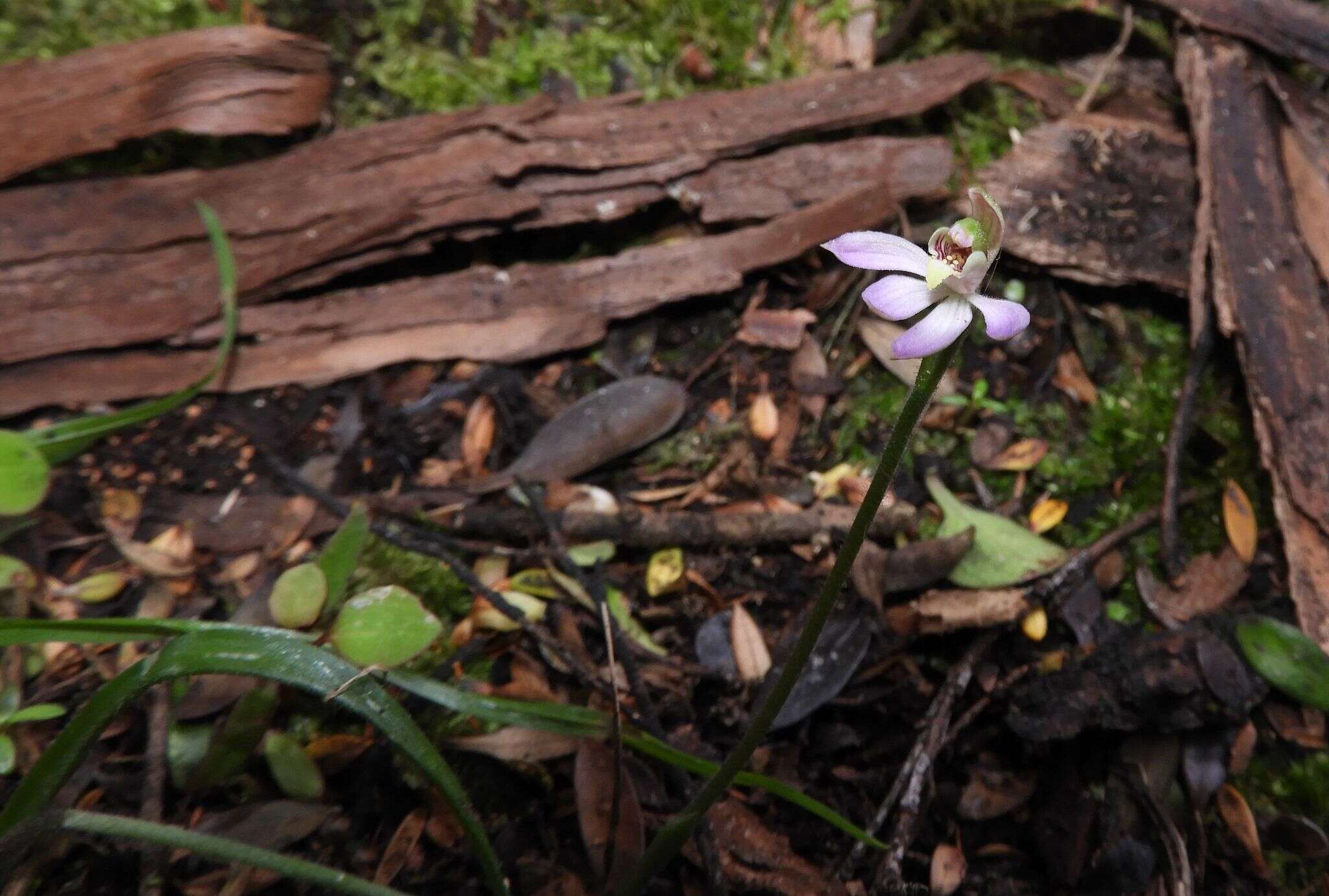 Image de Caladenia variegata Colenso