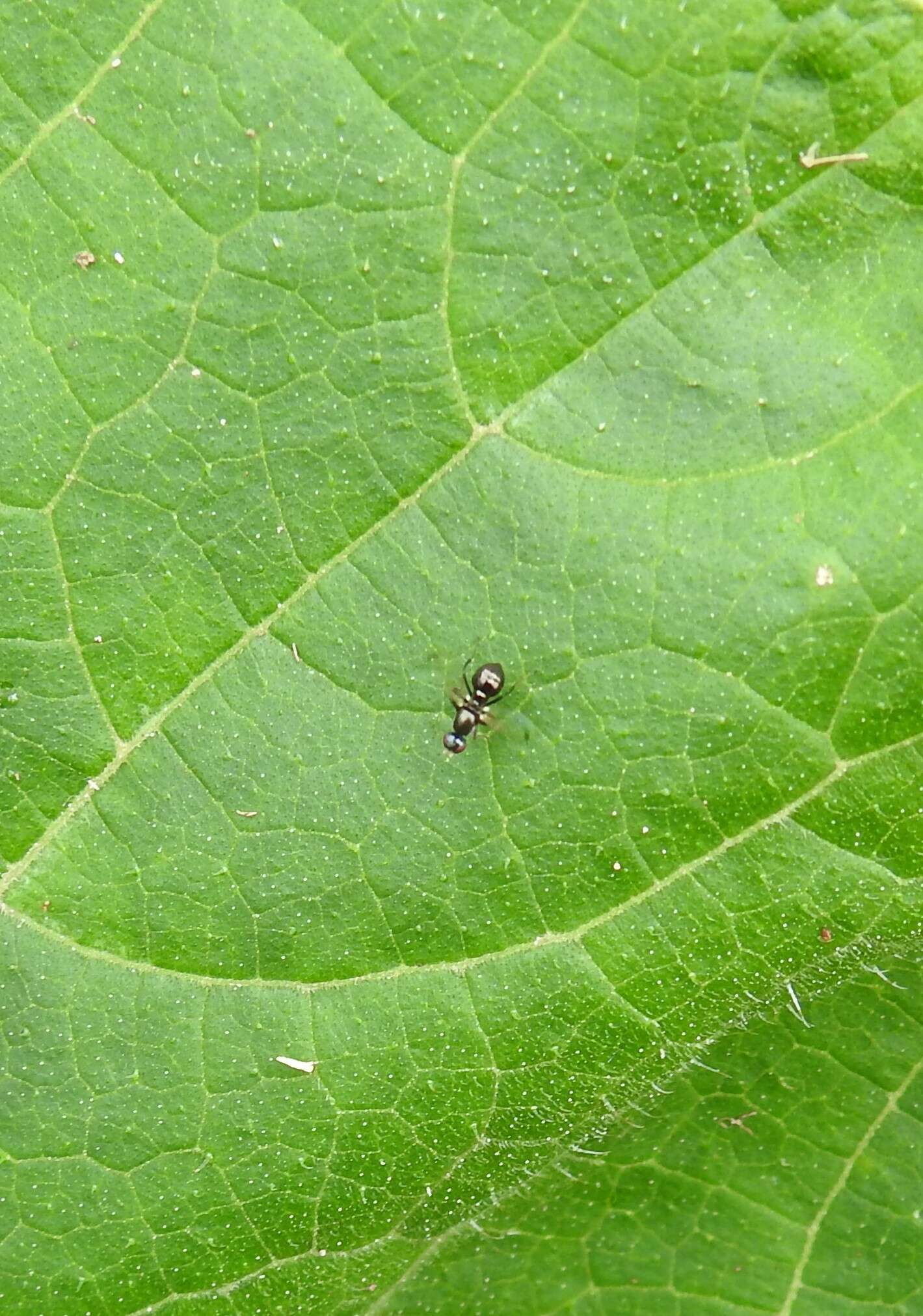 Image of Parapalaeosepsis plebeia (Meijere 1906)