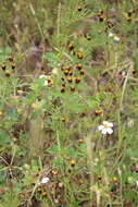 Image of fetid marigold