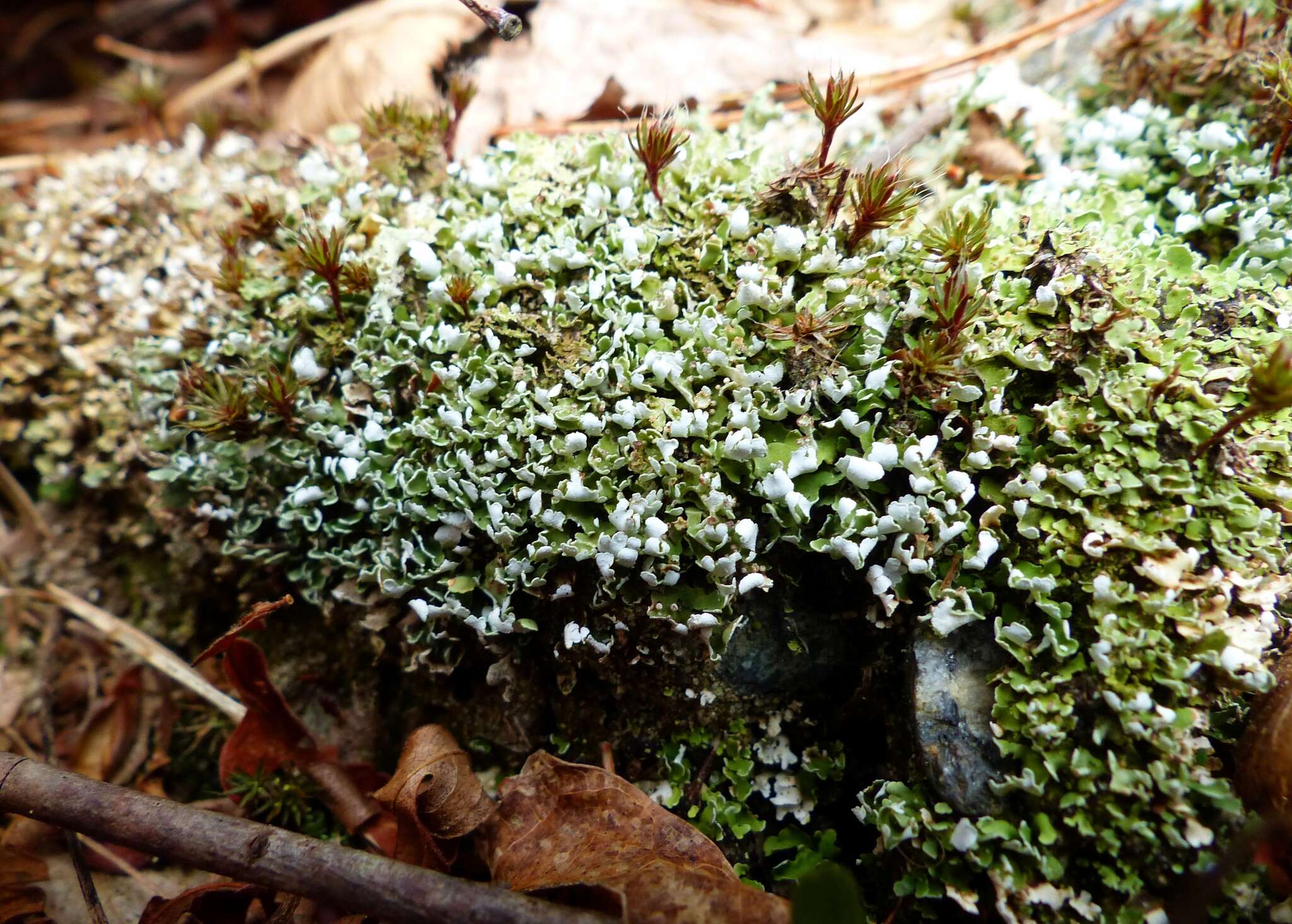 Imagem de Cladonia apodocarpa Robbins