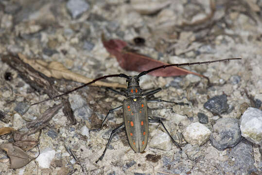 Image of Batocera davidis Deyrolle 1878