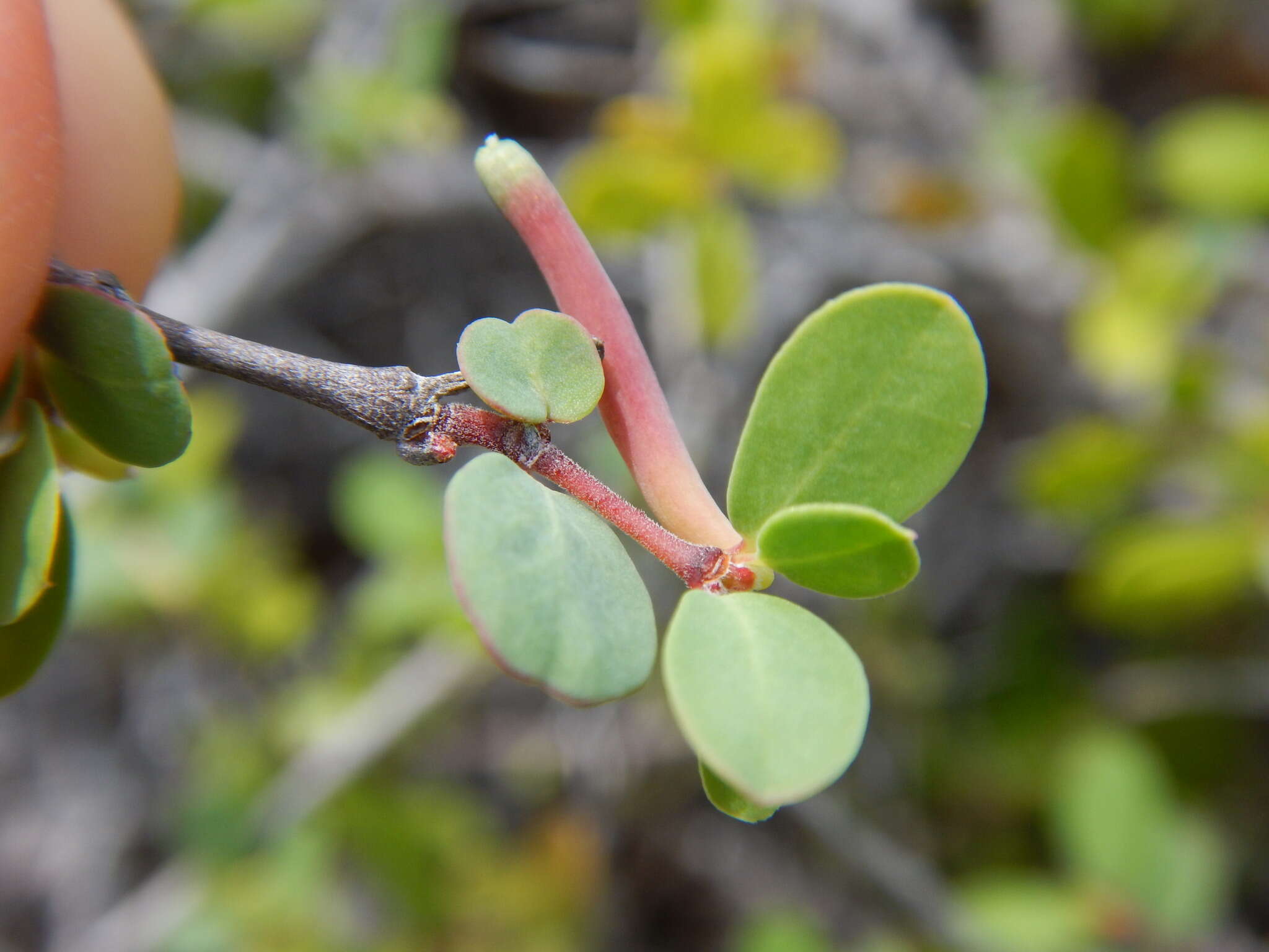 Plancia ëd Euphorbia magdalenae Benth.