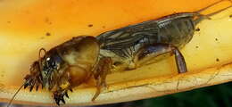 Image of Northern Mole Crickets