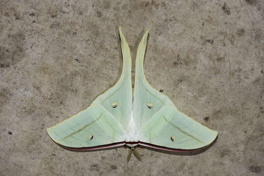 Image of Actias ningpoana Felder & C. 1862