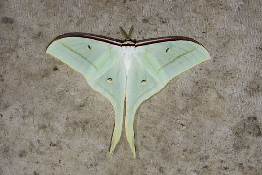 صورة Actias ningpoana Felder & C. 1862