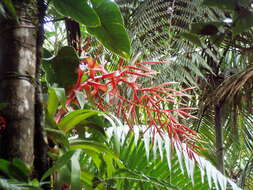 Image of Tillandsia excelsa Griseb.