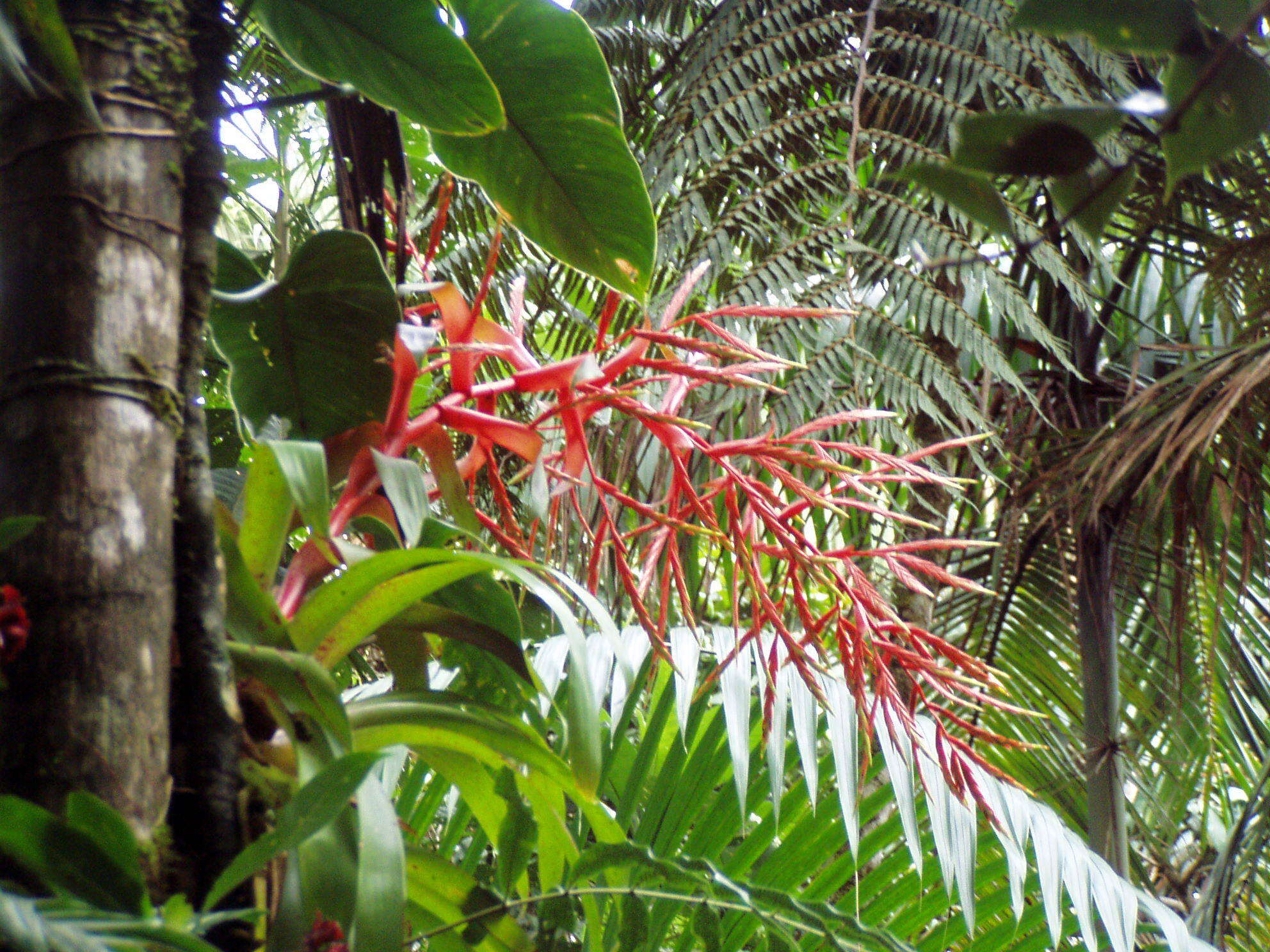 Image of Tillandsia excelsa Griseb.