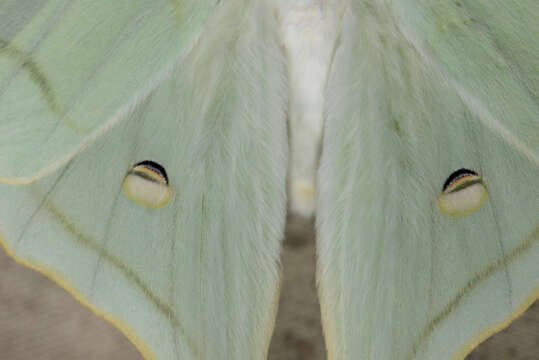 Image of Actias ningpoana Felder & C. 1862