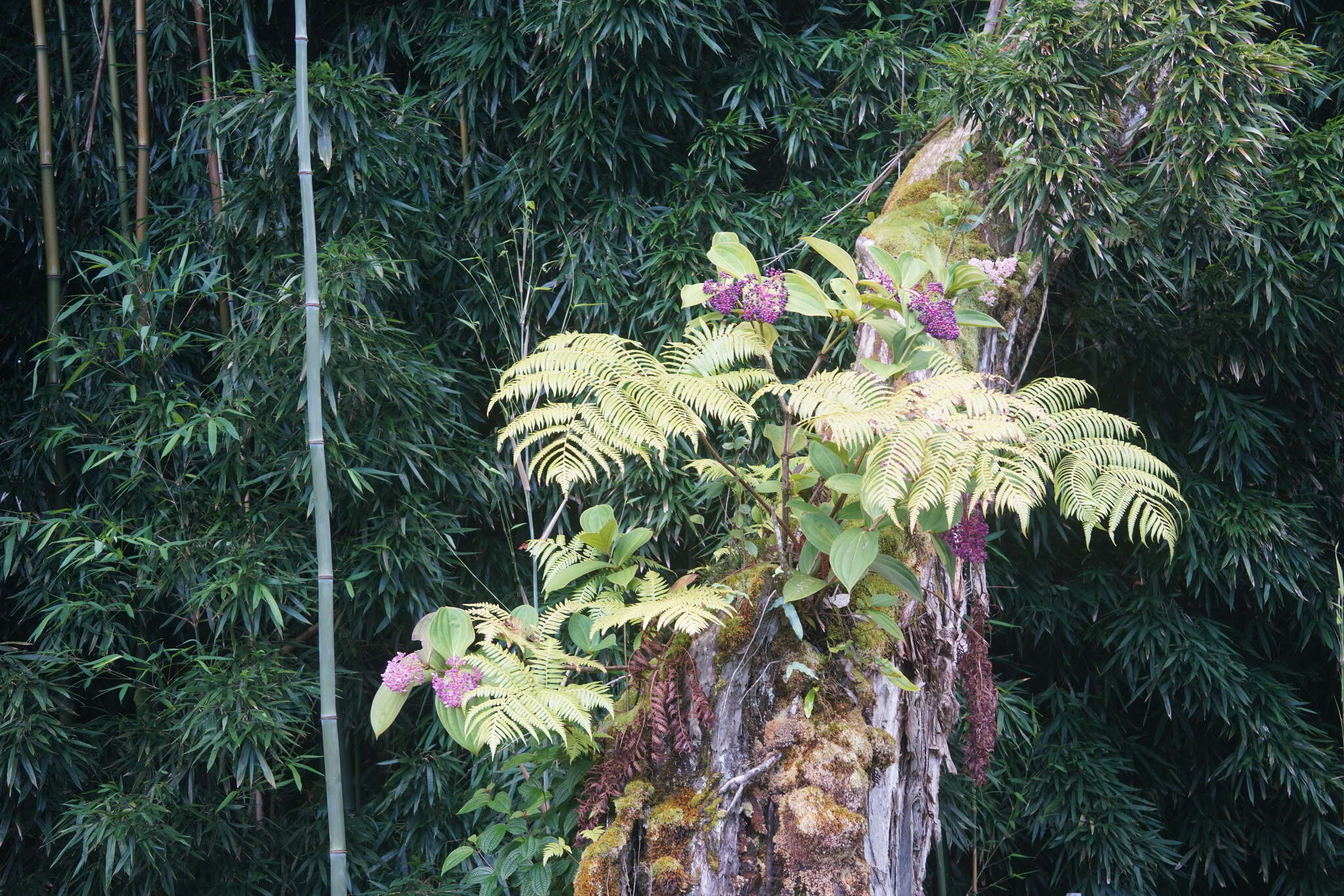 Image of Medinilla cumingii Naud.