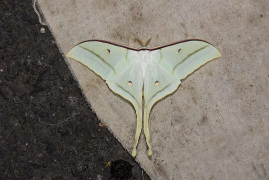 Sivun Actias ningpoana Felder & C. 1862 kuva