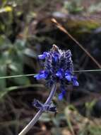 Image de Salvia stachyoides Kunth