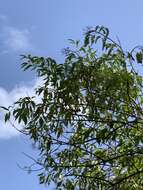 Image of Sambucus cerulea var. neomexicana