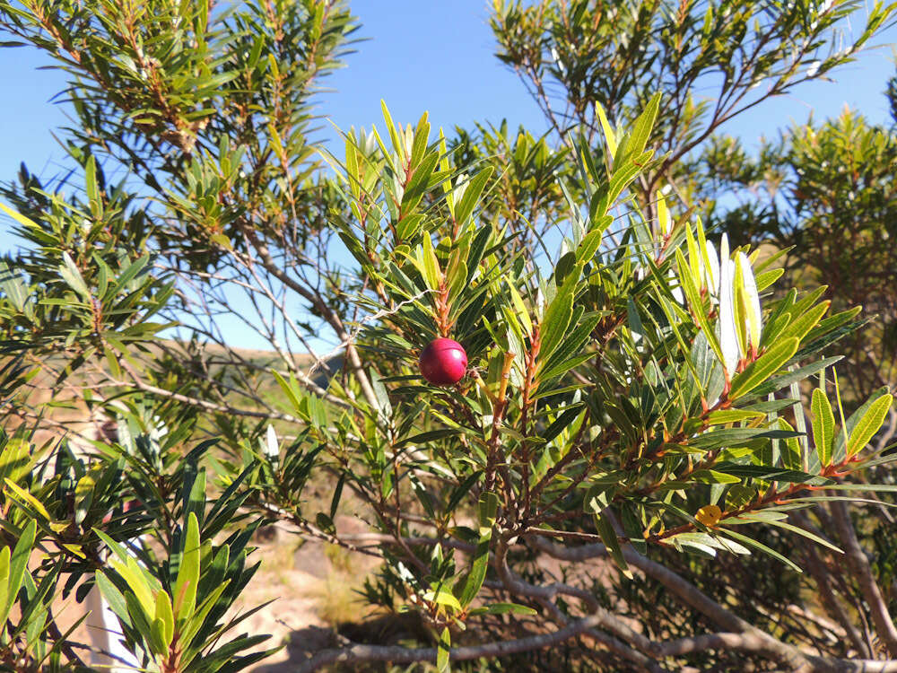 Syzygium pondoense Engl. resmi