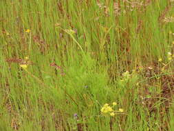 Imagem de Lomatium cookii J. S. Kagan