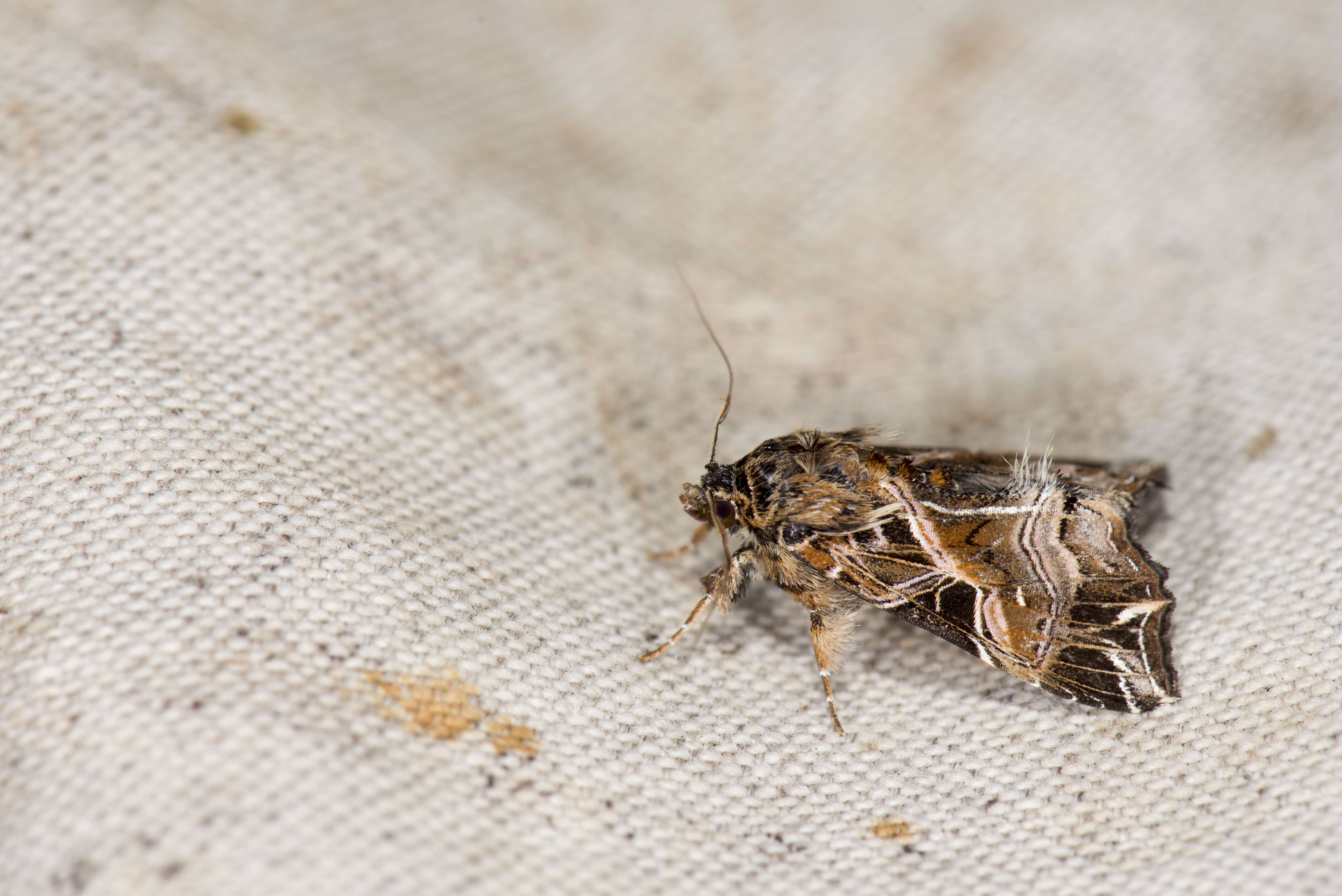 Image of Cutworm