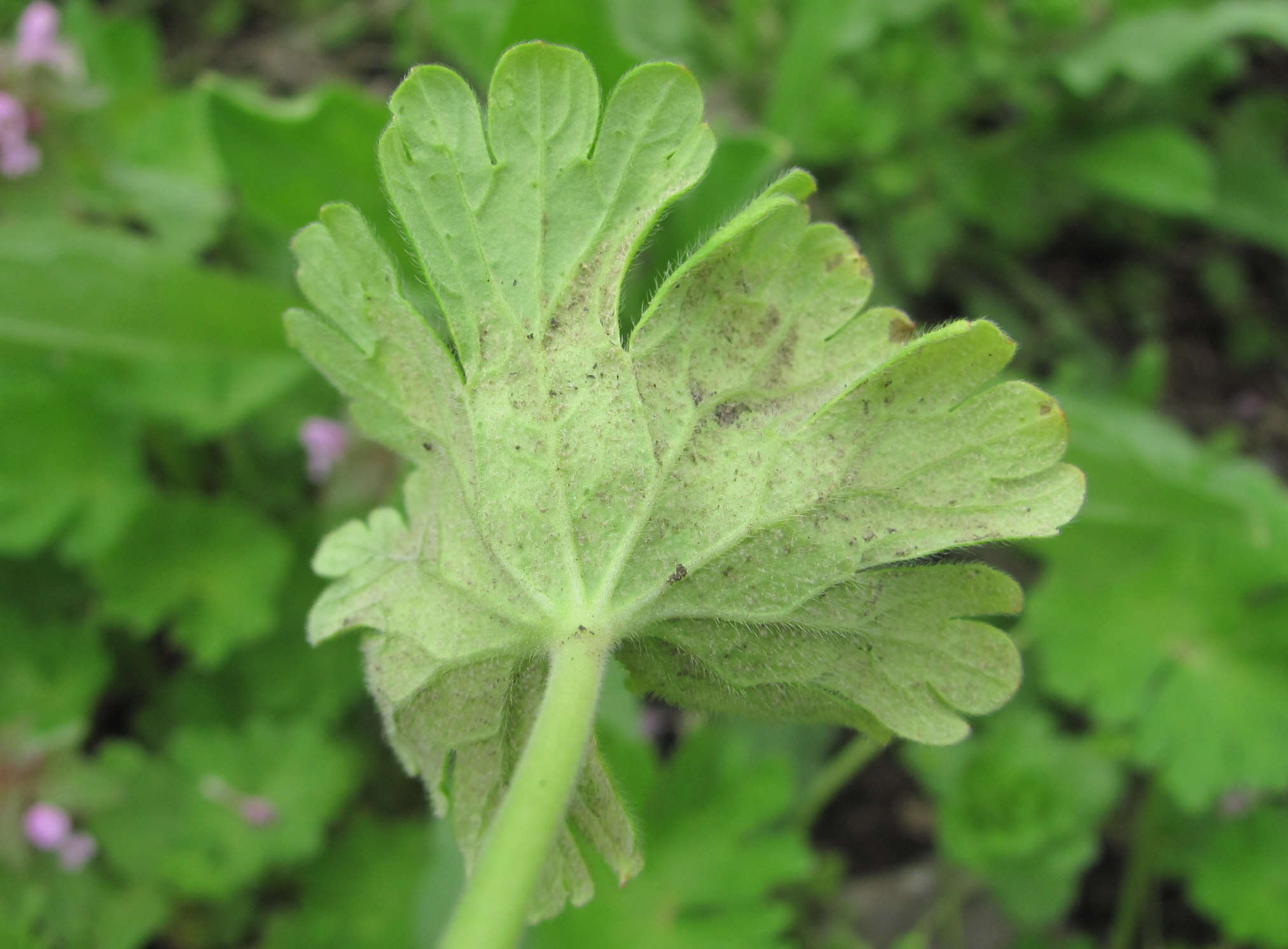 Imagem de Peronospora conglomerata