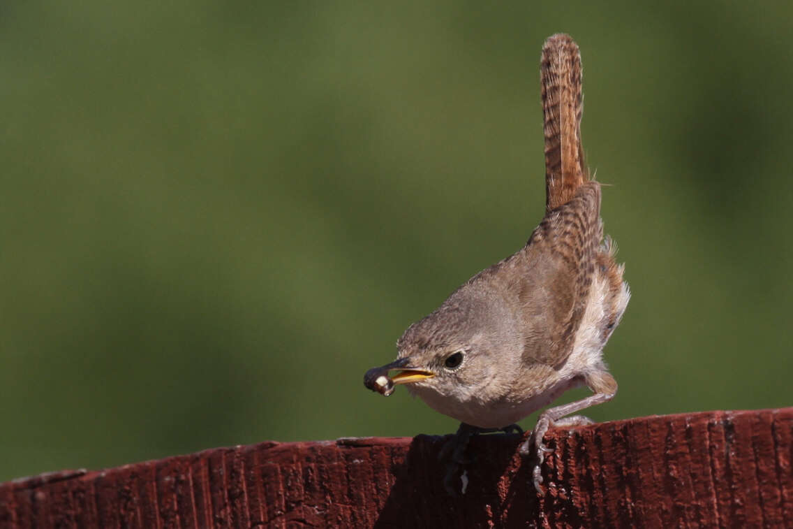 Image of Troglodytes aedon chilensis Lesson & R 1830