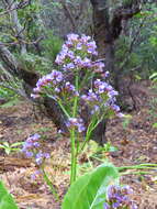 Image de Limonium macrophyllum (Brouss.) O. Ktze.