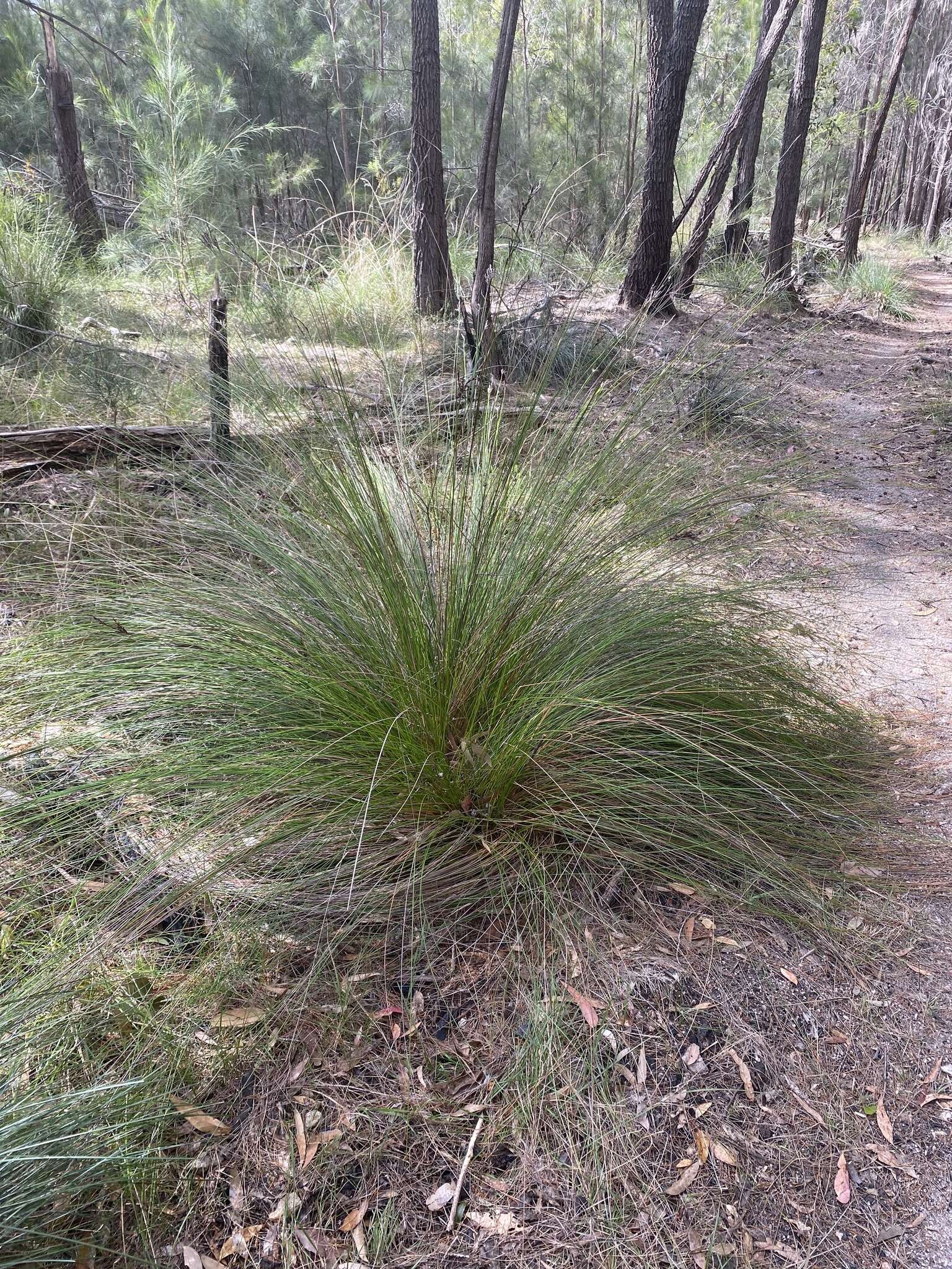 Image of Lepidosperma urophorum N. A. Wakef.