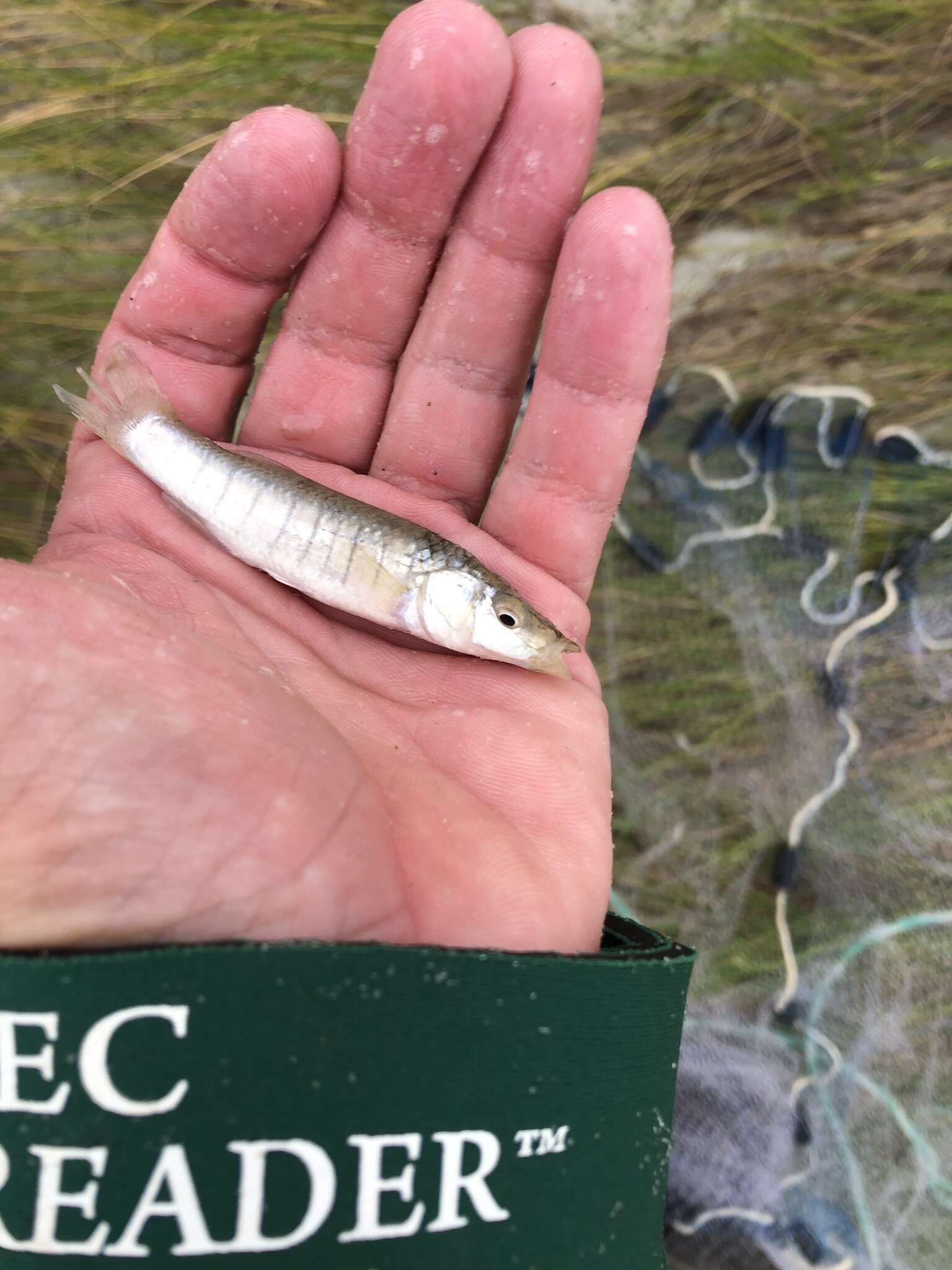 Image de Fundulus similis (Baird & Girard 1853)