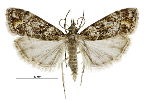 Image of Eudonia minualis Walker 1865