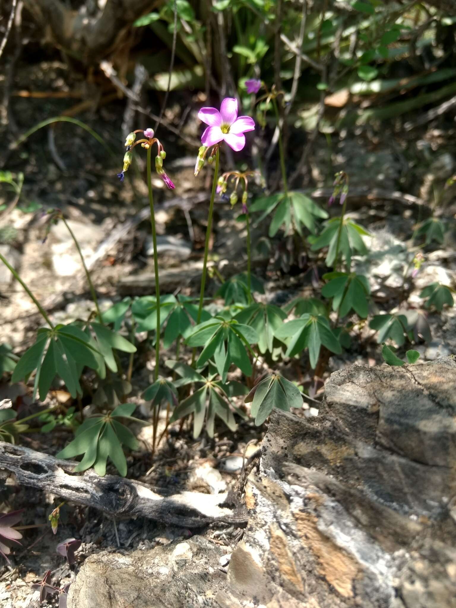 Plancia ëd Oxalis decaphylla Kunth