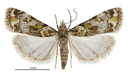 Image of Eudonia minualis Walker 1865