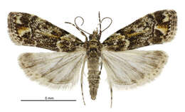 Image of Eudonia minualis Walker 1865