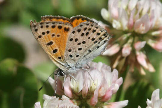 Image of <i>Lycaena ophion</i>