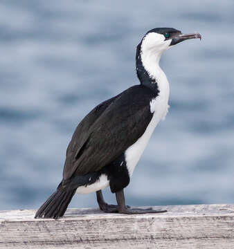 Image of Black-faced Cormorant