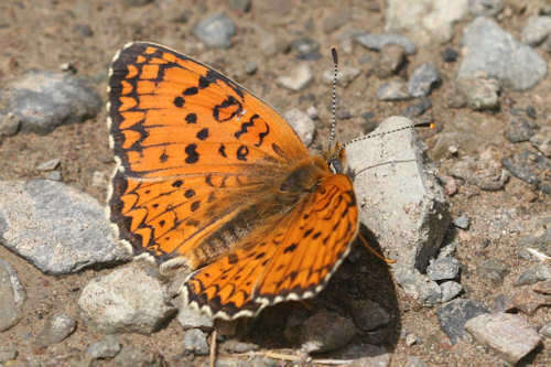 Image de Melitaea arduinna kocaki Wagener & Gross 1976