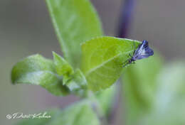 صورة Rhamphomyia marginata (Fabricius 1787)