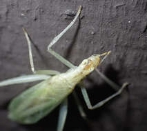 Image of Davis's Tree Cricket