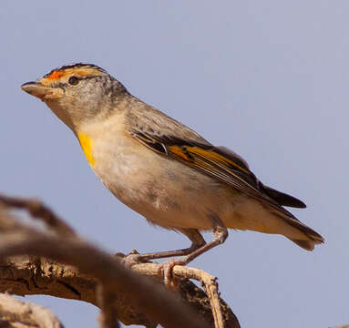 Image of Red-browed Pardalote