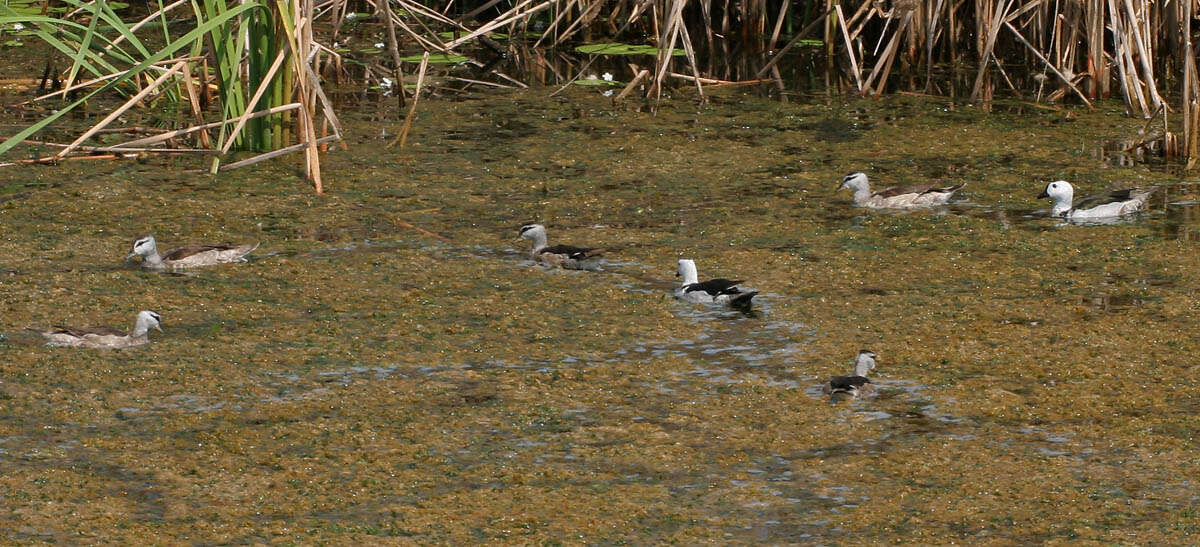 Image of Cotton Pygmy Goose