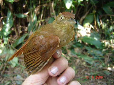 Image of Chestnut-crowned Foliage-gleaner
