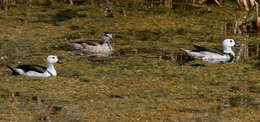 Image of Cotton Pygmy Goose