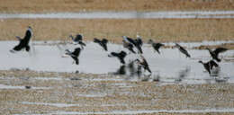 Image of Cotton Pygmy Goose