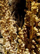 Image of quinoa