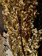 Image of quinoa