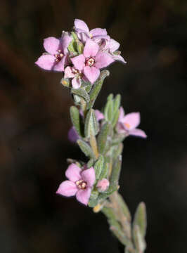 Image of Zieria veronicea (F. Müll.) Benth.