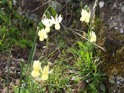 Image de Narcissus triandrus L.