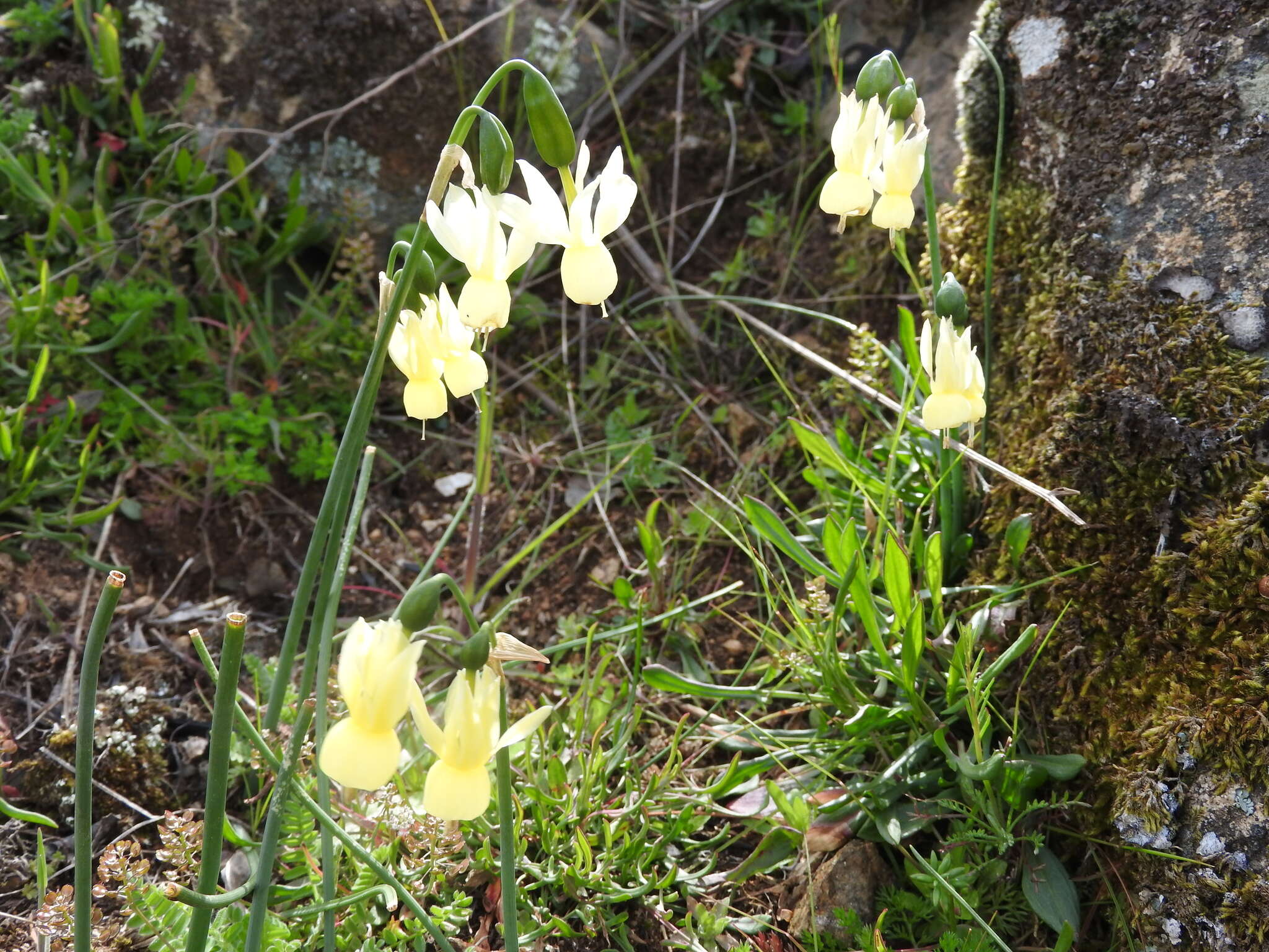 Image de Narcissus triandrus L.