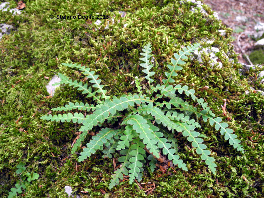 Plancia ëd Asplenium ceterach L.