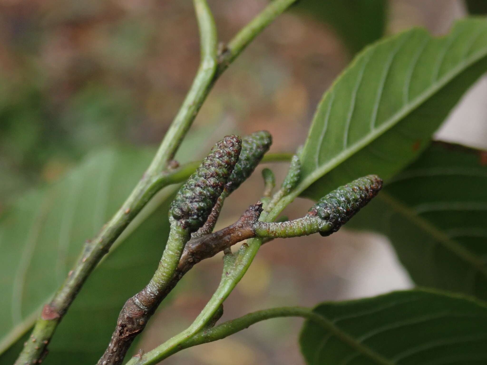 Imagem de Alnus formosana (Burkill) Makino