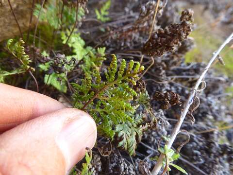 Image of California lacefern