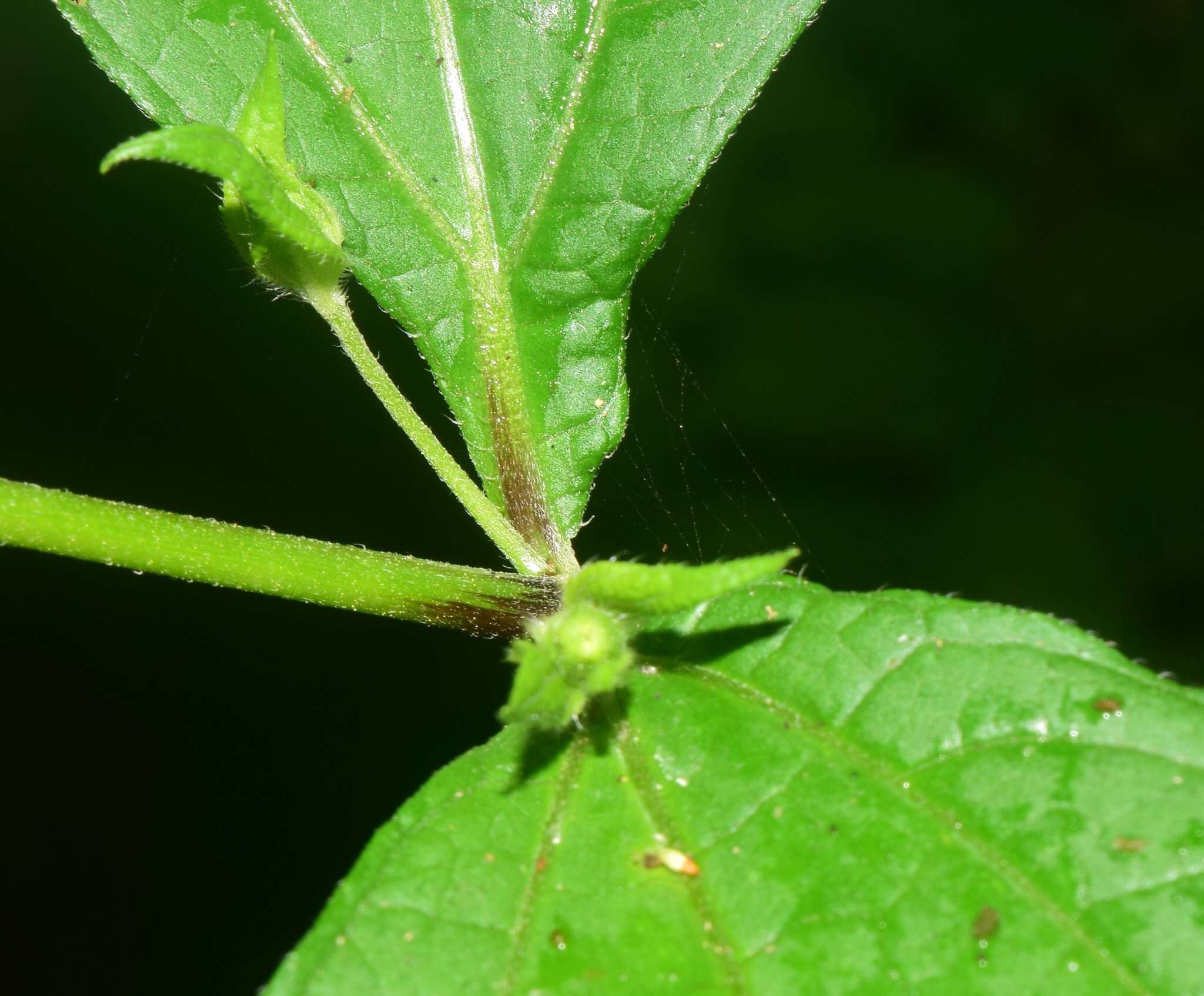 Image of Milleria quinqueflora L.