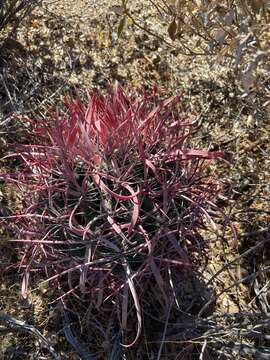 Image of Ferocactus gracilis subsp. gracilis