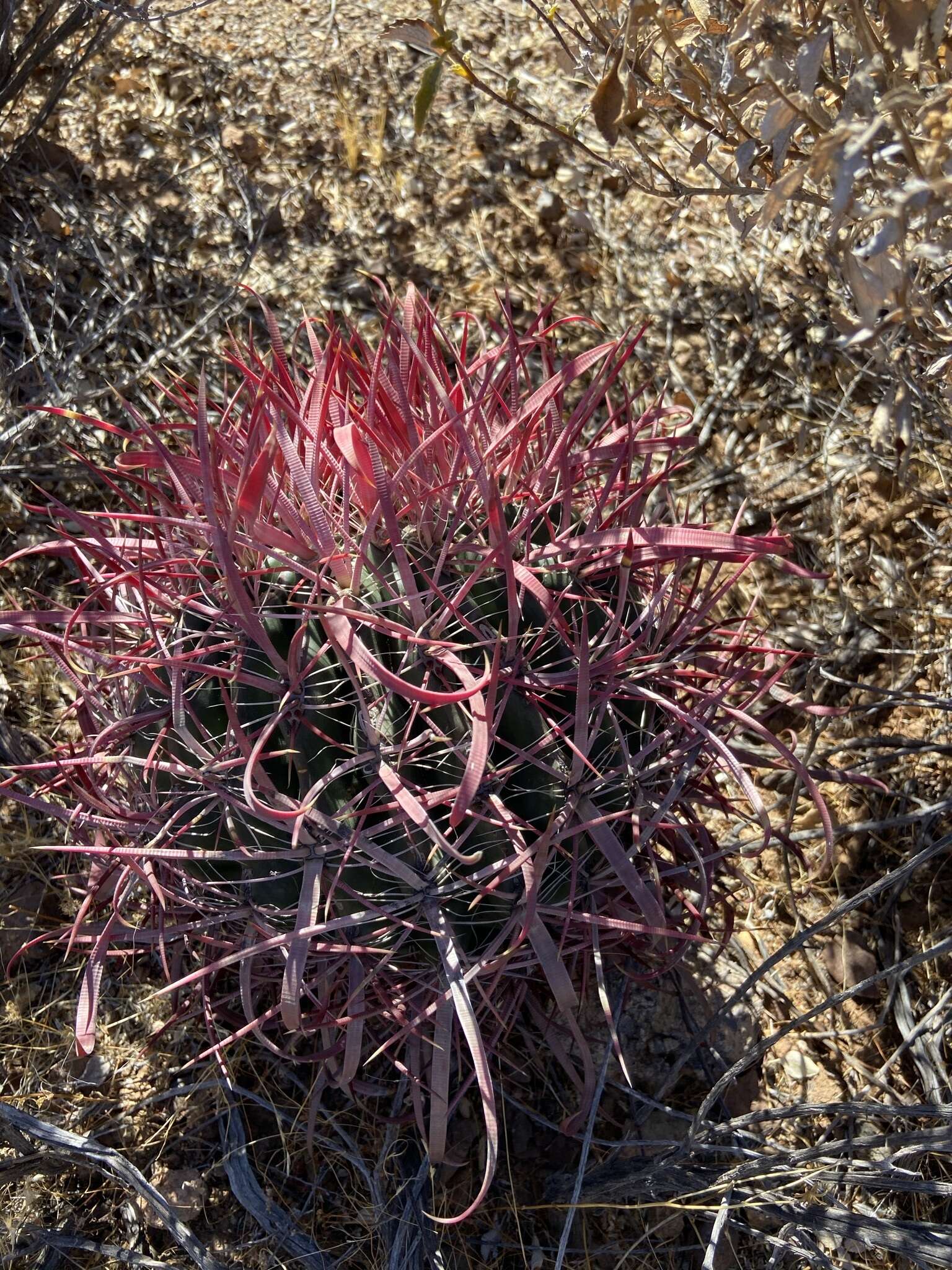 Image of Ferocactus gracilis subsp. gracilis