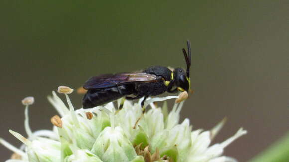 Image of Hylaeus confluens (Smith 1853)